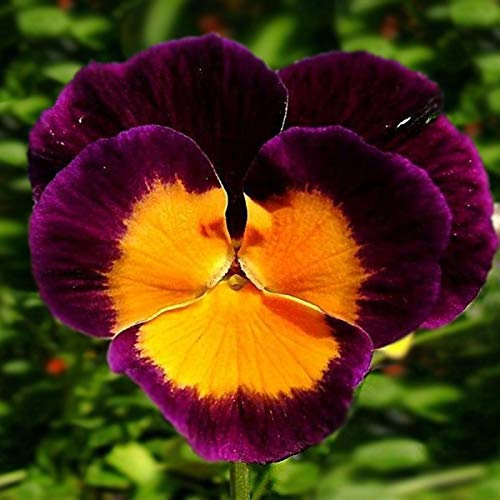 Flower Pansy Jolly Joker Viola Wittrockiana Winter Hardy Perennial (20 Seeds)