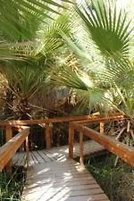 Palma, California Palma, Washingtonia filifera, 40 Semi! Groco