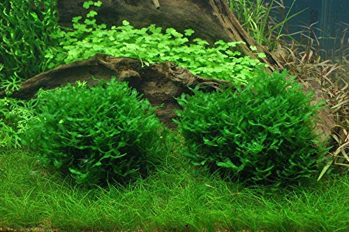 Tropica Aquarium Pflanze Moos Monosolenium tenerum Nr.002C TC in Vitro 1-2 Grow Wasserpflanzen Aquarium Aquariumpflanzen