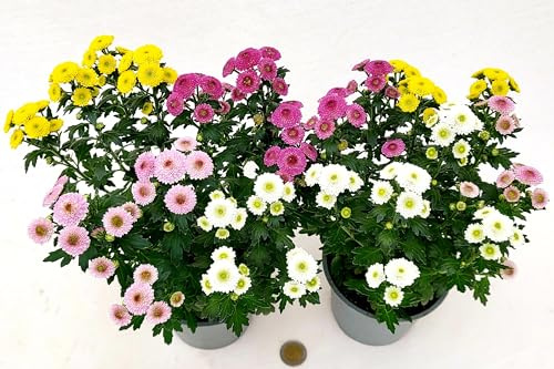 POWERS TO FLOWERS - CRISANTEMO PON PON CARNAVAL MULTICOLORE, 2 PIANTE vaso 12cm, Piante Vere