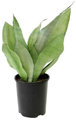 Sansevieria Color Luz de Luna Natural Planta Ornamental Conocida como Planta Serpiente