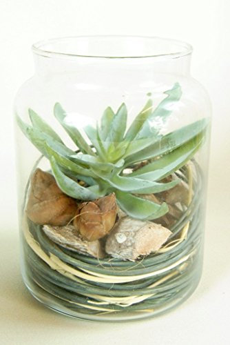 Echeveria Hookerli and Twig Stick Arrangement in a Glass Jar Succulents Display Artificial Pale Grey Green Cactus