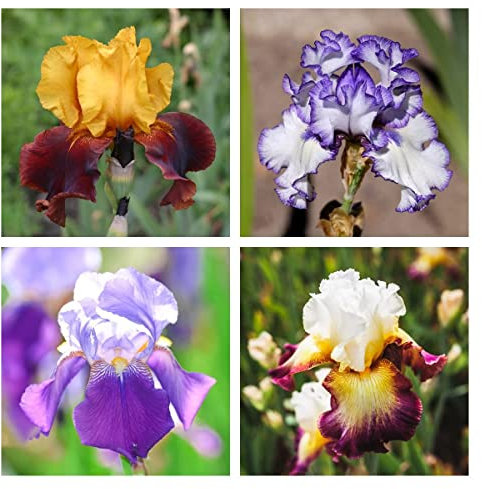 Iris Bulbo De Lirio De Espada Decoraciones De JardíN Resistentes Para Exteriores Flores Iris Bulbos Mezcla De Flores Plantas Resistentes En Macetas Plantas Para Lugares Soleados Flores 10 TubéRculos
