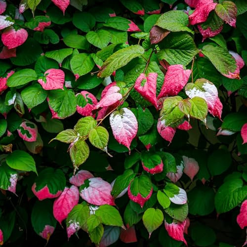 Dr. Szymanowski Actinidia astragalus hermaphrodite 2L Pflanze für Anfänger und professionelle Gärtner - Ideal für Kleingarten, Garten - Schöne Pflanze mit ungewöhnlichen Blüten
