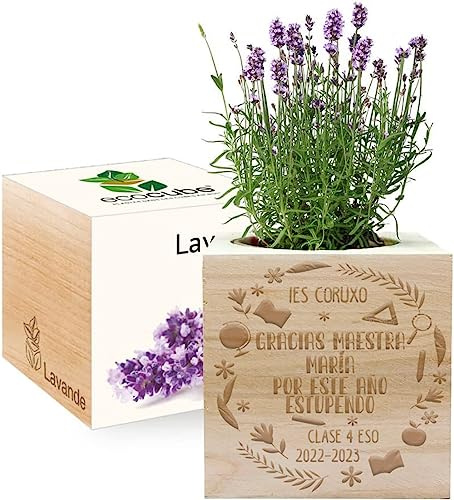 Amikado - Ecocubo Gracias Maestra Grabado - Plantas en cubo de Madera - 100% Ecológico - idea de regalo sostenible - (Lavanda)