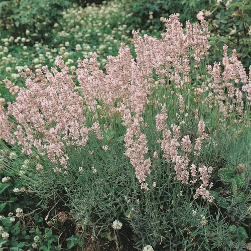 Lavender ‘Rosea’. Medium Plug Plant x 4. Dense Spikes of Fragrant, Rose-Pink Flowers. Available from Bedwen Plants