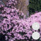 2x Clematis montana var. 'Rubens' – Waldrebe – Schlingpflanze – ⌀15 cm - 60-70 cm