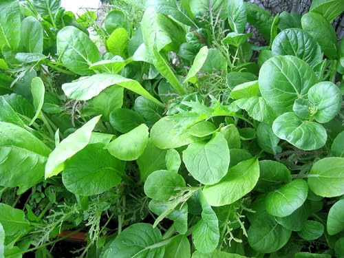 Asia-Salat Mix – Amaranth, Mizuna, Tatsoi, Red Mizuna, Pak Choi – 500 Samen | Feine Blättervielfalt aus Asien – 5 Arten gemischt in einem Beutel