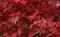 Acero Rosso Giapponese Acero Palmatum Suminagashi pianta in vaso ø20 cm Vivaio di Castelletto