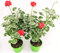 POWERS TO FLOWERS - GERANIO ZONALE VARIEGATO BIANCO, 2 PIANTE, VASO 14, piante vere