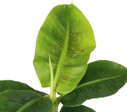 Platanero Árbol Altura + 50cm Planta Viva Interior y Exterior