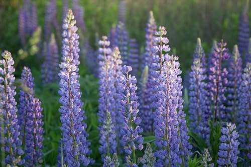 Lupine (Lupinus angustifolius) Samen (in blau). Sehr guter natürlicher Gründünger! (100 Samen = 17,0g)