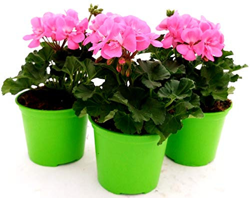 POWERS TO FLOWERS - GERANIO ZONALEHERCULES, PELARGONIUM, 3 PIANTE VASO 14 ROSA, piante vere
