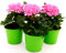 POWERS TO FLOWERS - GERANIO ZONALEHERCULES, PELARGONIUM, 3 PIANTE VASO 14 ROSA, piante vere