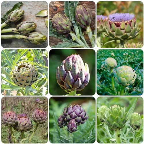 250 pcs artischocken pflanze kaufen samen - bonsai samen kräutergarten küche,Cynara scolymus, gewürzgarten gemüsesamen alte sorten gewächshaus balkon pflanzensamen küchenkräuter kräutergarten
