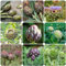 250 pcs artischocken pflanze kaufen samen - bonsai samen kräutergarten küche,Cynara scolymus, gewürzgarten gemüsesamen alte sorten gewächshaus balkon pflanzensamen küchenkräuter kräutergarten