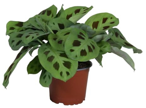 Pianta da appartamento - Maranta kerchoveana 30,0 cm