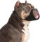 Yoolhamy Hundemaulkorb für Pitbull, weicher Maulkorb für Rottweiler, American Bully Bulldogge, Boxer, um Beißen und Bellen zu verhindern, für mittelgroße und große Kurze Schnauze für die Fellpflege