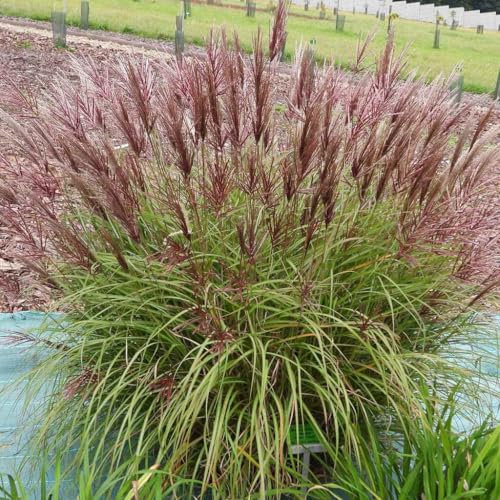 Chinesische Miscanthus Red Chief 2L - Schnell wachsendes Ziergras