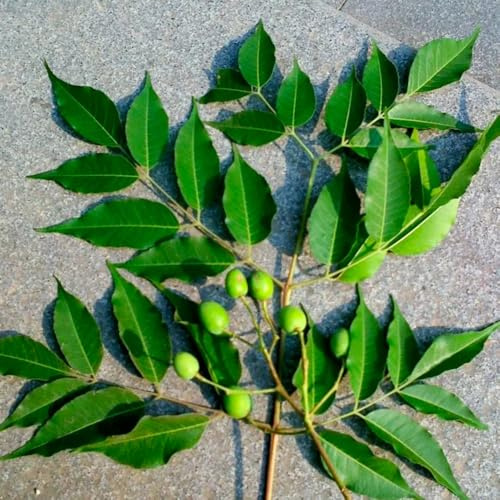 semi di neem - neem - biologici, vecchie varietà, verdi, decorazione giardino esterno da balcone, arbusti a crescita 125pcs