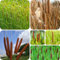 500 pcs Zwergrohrkolben - Wasserpflanzen - winterharte ziergräser für kübel, seltene pflanzen Rohrkolbensamen, Typha Orientalis, pflanzen geschenk, exotische zimmerpflanzen schnellwachsende