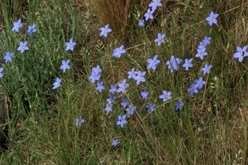 Graines de jacinthe des bois d'Australie (Wahlenbergia stricta) paquet de 1000 graines