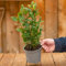 Laurus Nobilis Laurier Vrai | Plante Aromatique Buissonnante à Feuilles Persistantes en pot 14 cm