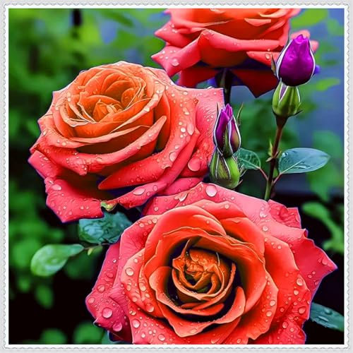 Farbenfrohe Rosen, Premium-Sorten - mehrjährig, hochwertige Zwiebeln, geeignet für die Innen- und Gartendekoration-1 zwiebel-A