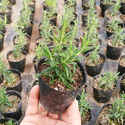 Europäische Vanille Vanille Samen Seltene Pflanzensamen Balkon Bonsai Blumensamen Über 50 Teile/paket