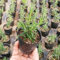 Europäische Vanille Vanille Samen Seltene Pflanzensamen Balkon Bonsai Blumensamen Über 50 Teile/paket