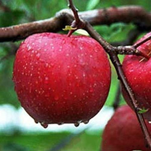 Oce180anYLVUK Apfelsamen, 10 Stück/Beutel Apfelsamen Seltene Süße Apfelsamen Mit Rotem Fleisch Für Den Bauernhof Apfelsamen