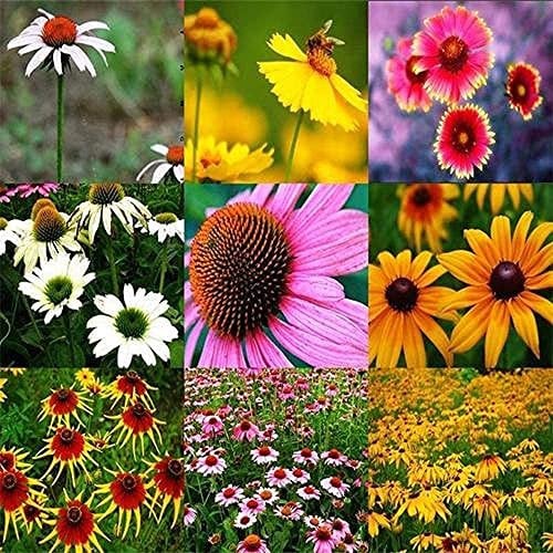 200pcs Mix Echinacea Samen Mehrjährige Heirloom Blume Samen Leicht Zu Pflanzen Anfänger Gut Wachsen Können Sommer Blühenden Einfach Zu Halten