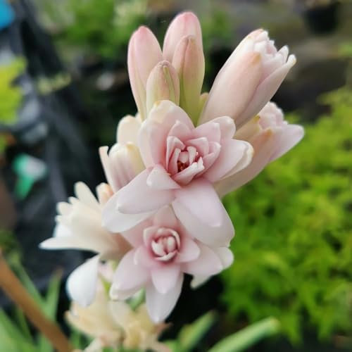 20 pz Semi di piante di fiori di tuberosa, semi di prato fiorito perenne resistente, Polianthes tuberosa, piante da balcone resistenti Piante resistenti all'inverno per contenitori