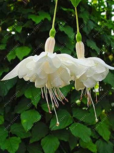 13 : 100 Pcs/Bag Fuchsia Seeds, Fuchsia Flower, Bonsai Hanging Flower Seeds, Potted Plant Lantern Begonia Seeds for Home Garden