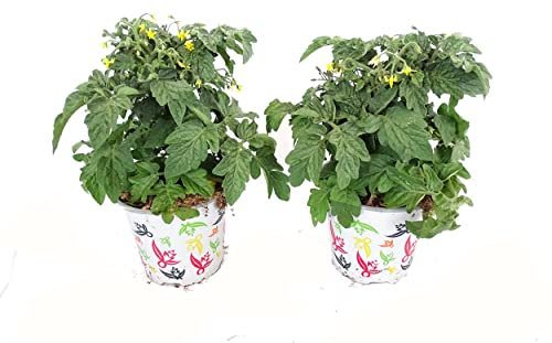 Pack 2 Mini Tomateras Plantas Naturales Árboles Frutales Árbol de Tomate Plantas Tomate