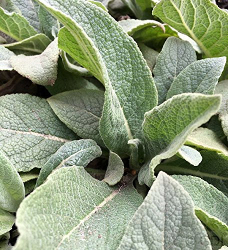 Kandelaber Königskerze - Verbascum olympicum - Gartenpflanze