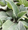 Kandelaber Königskerze - Verbascum olympicum - Gartenpflanze