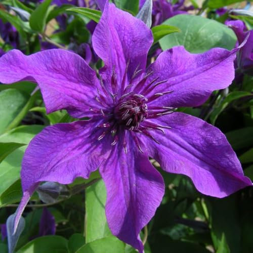 Clematis 'Guiding Promise'™ evipo053 - Compact Vine for Patio Containers - Deep Purple Blooms - Hardy Perennial – 2X 3 Litre Potted Plant by Thompson & Morgan