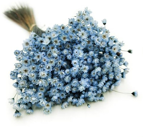 Enchanted Trockenblumen Dekogras Glyxia Comanthera Getrocknetes Gras Ziergras Natürlich Deko Blau