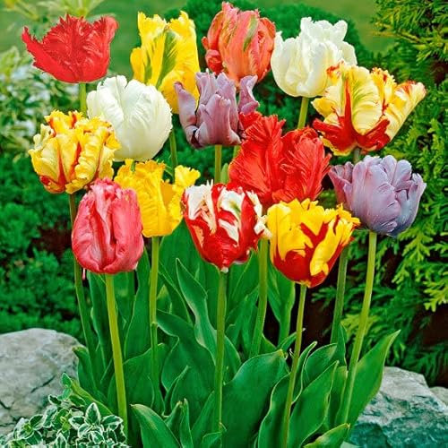 Mehrfarbige Papagei Tulpenzwiebeln Premium, 25 Stück, Tulipa, Blumenzwiebeln, pflegeleicht extrem frisch