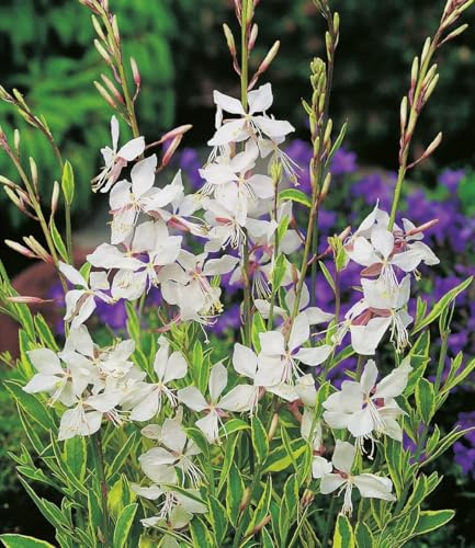 BALDUR Garten 6x Prachtkerze - Gaura 'Weiß', Pflanzen im 9x9 cm-Topf | winterharter Blickfang, Blüten in Schmetterlingsoptik, pflegeleicht, ideal für Beet & Kübel & mehrjährig
