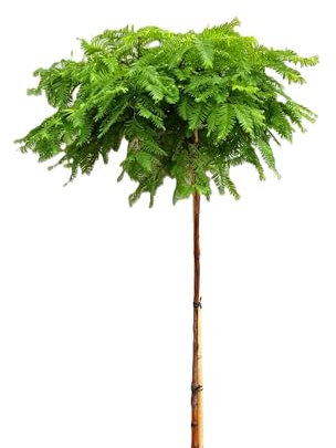 Urweltmammutbaum 'Metasequoia Matthaie' Stämmchen Hochstamm 125-150 cm Winterhart Freilandaufzucht