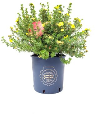 Vannucci Piante - Potentilla fruticosa 'Kobold', pianta in vaso, pianta da esterno, pianta da terrazzo
