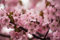 5 Samen / Pack, Balkon Topfblütenpflanzen Samen von Kirschbäume, japanische Sakura Bonsai Samen