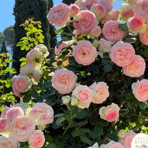 Kletterrose – Winterharte und Pflegeleichte Getopfte Rose – Blühende Kletterpflanze für Wände, Pergolen & Zäune-4knollen-f