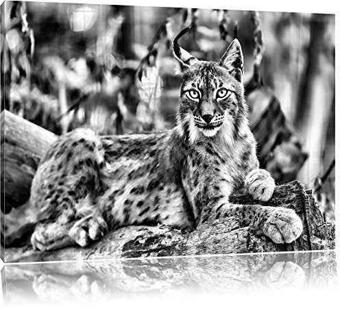 Pixxprint aufmerksamer Luchs, Größe: 60x40cm, Leinwandbild, fertig gespannt, Wandbild, Dekoration, Kunstdruck, kein Poster