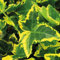 Efeu Harold 1L Pflanze für Anfänger und professionelle Gärtner - Ideal für Kleingarten, Garten - Schöne Pflanze mit ungewöhnlichen Blüten - Genießen Sie jeden Tag ihre Farben