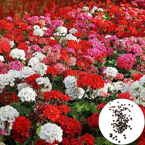 Generic Semillas de geranio, 200 piezas/bolsa Semillas de geranio Fragante Fantastic Mix Colors Paisajismo Semillas de flores para el hogar Semillas de geranio