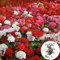 Generic Semillas de geranio, 200 piezas/bolsa Semillas de geranio Fragante Fantastic Mix Colors Paisajismo Semillas de flores para el hogar Semillas de geranio