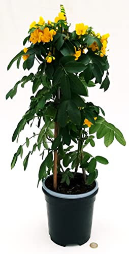 POWERS TO FLOWERS - CASSIA, SENNA, VASO 17 CM, ALTEZZA 80CM, piante vere